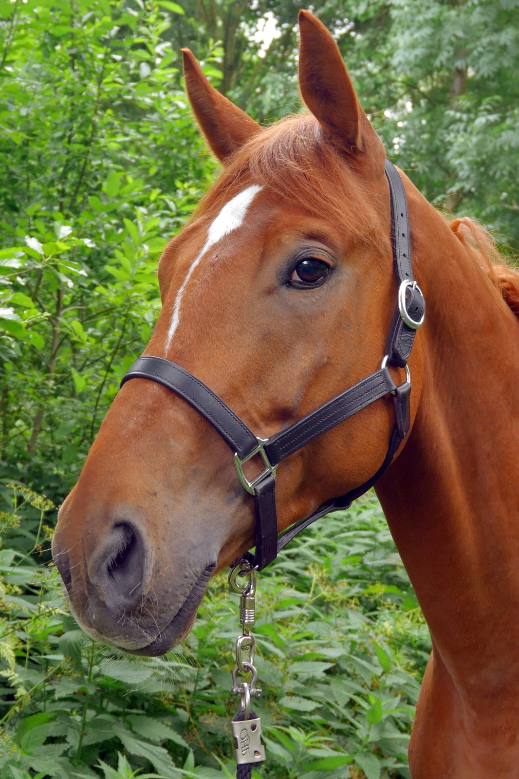 Olivier